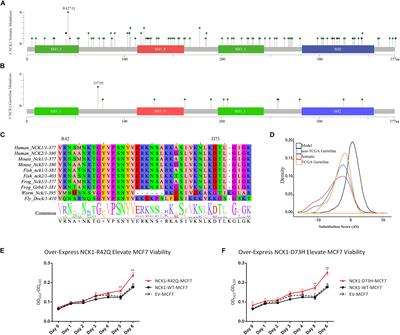 Revisiting Non-BRCA1/2 Familial Whole Exome Sequencing Datasets Implicates NCK1 as a Cancer Gene